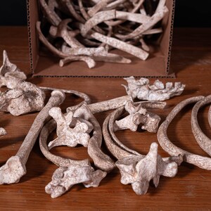 Box of Bones - Movie/Film Prop Fake Bones Variety bild 5