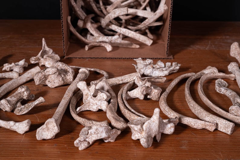 Box of Bones - Movie/Film Prop Fake Bones Variety bild 5