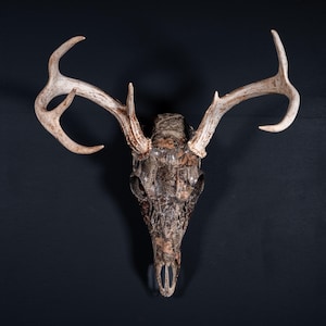 May include: A deer skull with large, white antlers. The skull has a camouflage pattern in shades of brown and gray. The antlers are curved and have multiple points, showcasing a natural, rustic aesthetic.