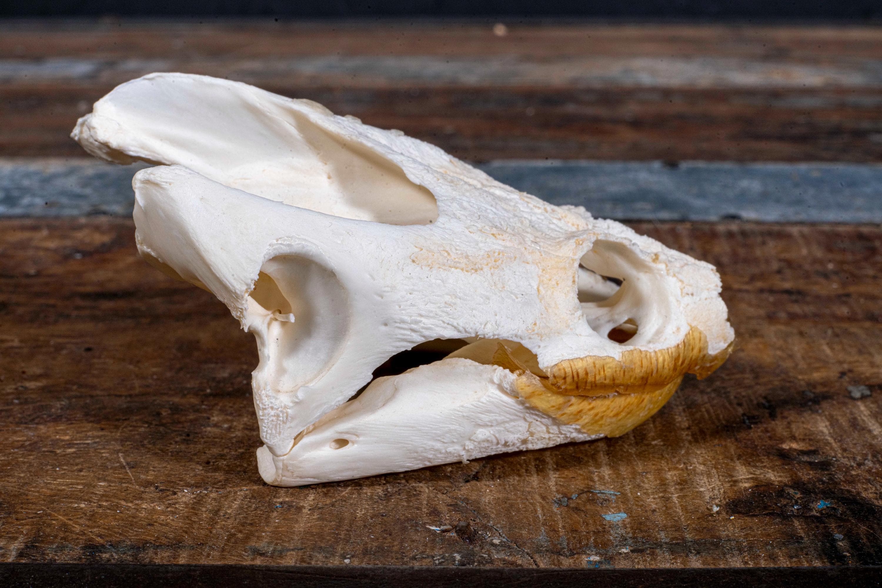 Real Snapping Turtle Skull - Etsy