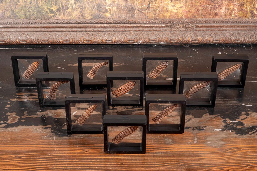 Genuine Rattlesnake Rattle - Etsy