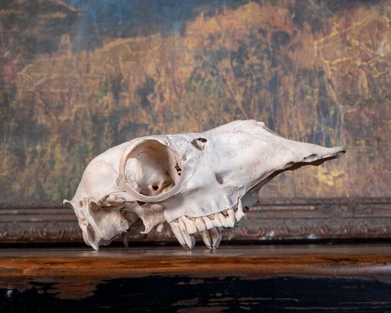 Real Alpaca Skull – Nature Cleaned, Fangs - Etsy
