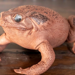 Real Taxidermy Cane Toad #4 - Speckled Brown