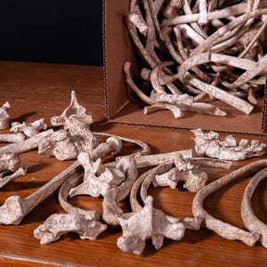 Box of Bones - Movie/Film Prop Fake Bones Variety bild 7