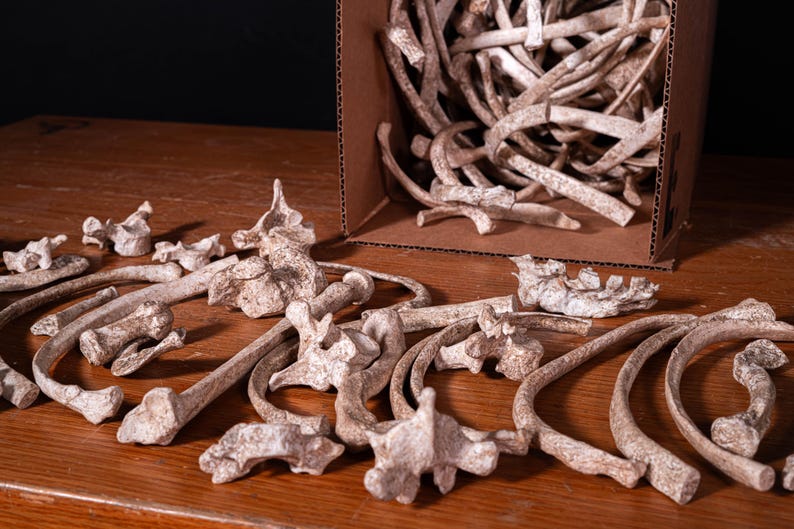 Box of Bones - Movie/Film Prop Fake Bones Variety bild 7