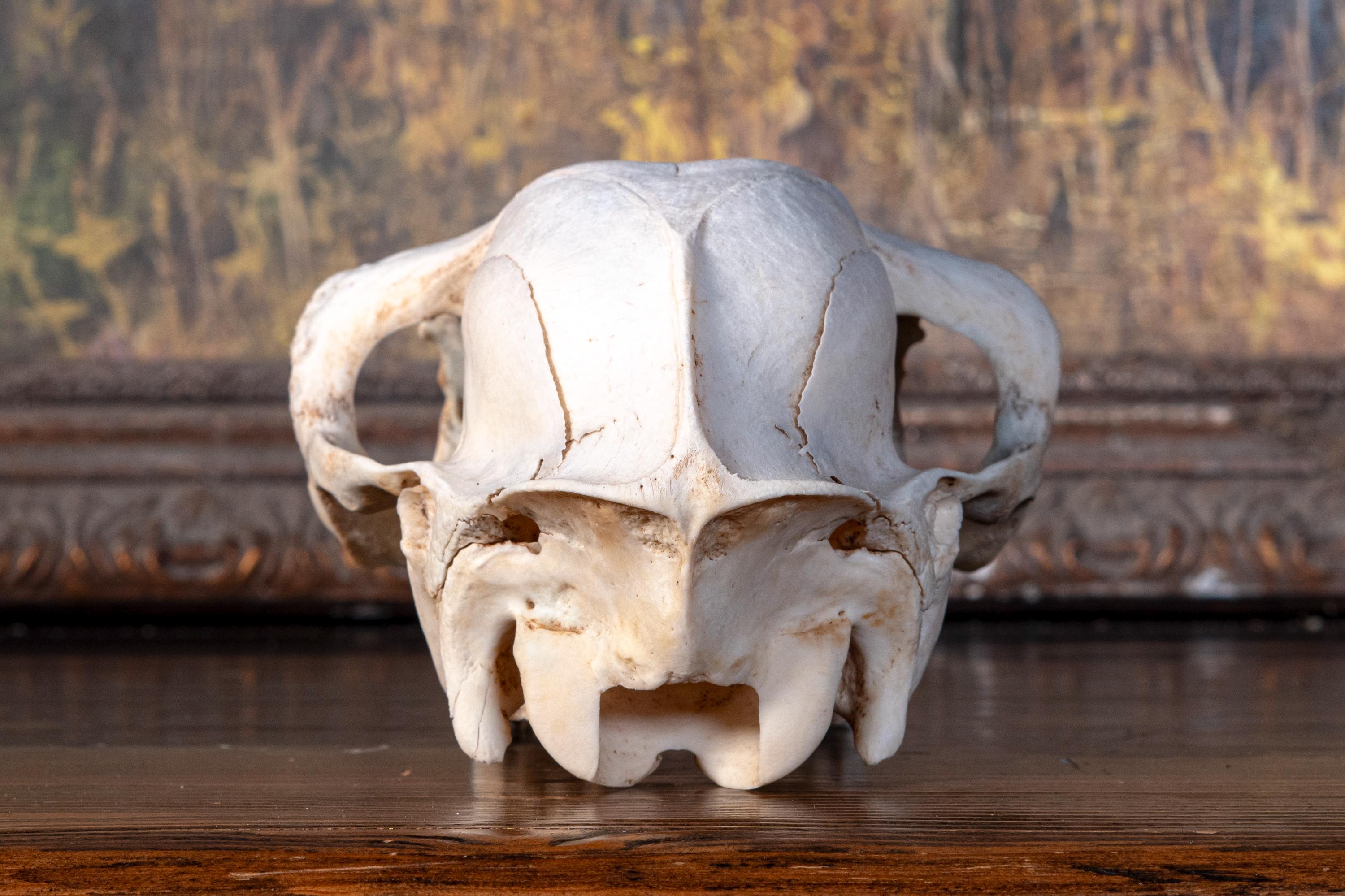 Real Alpaca Skull - Nature Cleaned - #2 - Etsy