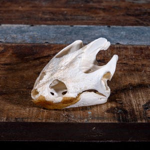 May include: A detailed, close-up view of a turtle skull. The skull is off-white with textured surfaces and visible bone structure. The skull rests on a rustic, wooden surface with a dark brown border.