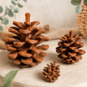 May include: Three brown pinecones of varying sizes arranged together. Each pinecone features a detailed, layered scale structure with a pointed top and a woody, textured surface, showcasing natural organic shapes in a graduated size set.