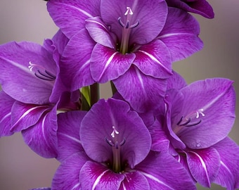 Bulbes de glaïeul sanctifiés, 10 pièces, fleurs d'été bleu violet