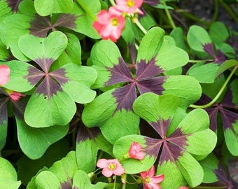 Iron Cross Shamrock Bulbs 20PCS Oxalis Lucky Plant