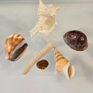 May include: An assortment of seashells in various shapes and colors. The collection includes a large, cream-colored conch shell, a brown and white striped shell, and a small, round, dark brown shell. A piece of white coral is also present.