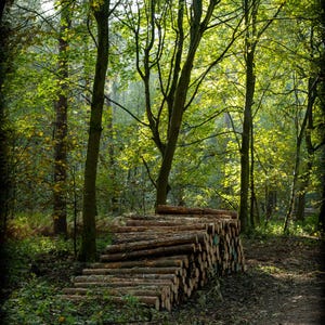 May include: A scenic forest landscape with tall trees and sunlight filtering through the leaves. A stack of cut logs is arranged in a stepped pattern, suggesting a path or seating area. The scene evokes a sense of nature and tranquility.