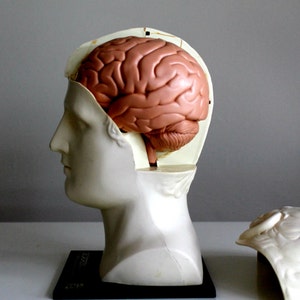 vintage medical human head and brain anatomy model Merck, Sharp and Dohme