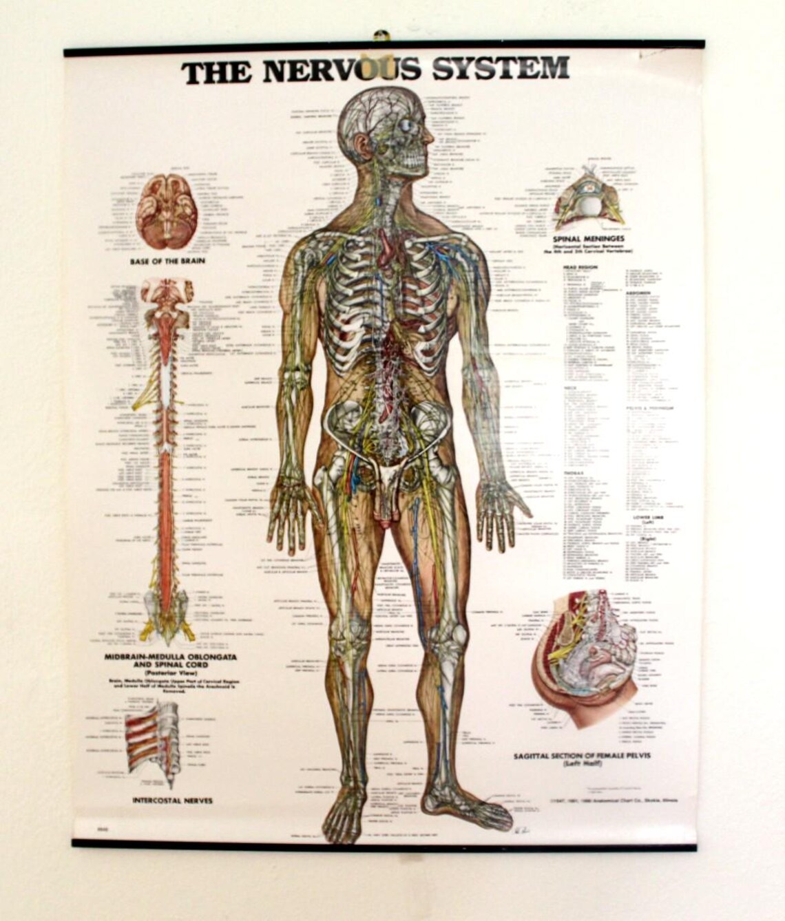 Vintage the Nervous System Wall Chart - Etsy