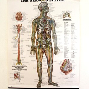 Vintage the Nervous System Wall Chart - Etsy