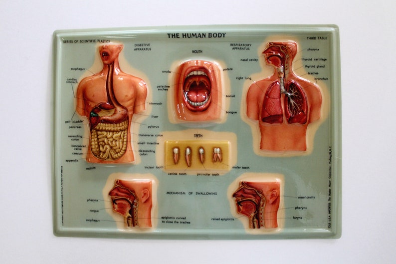 Wall Chart Of Human Anatomy 3d