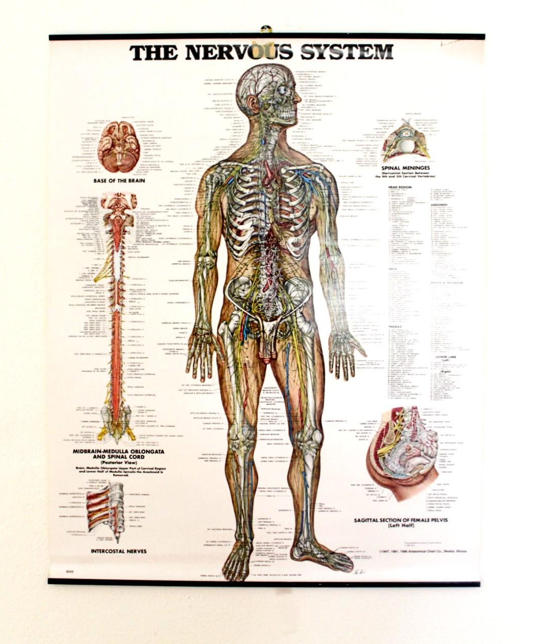 Vintage the Nervous System Wall Chart - Etsy