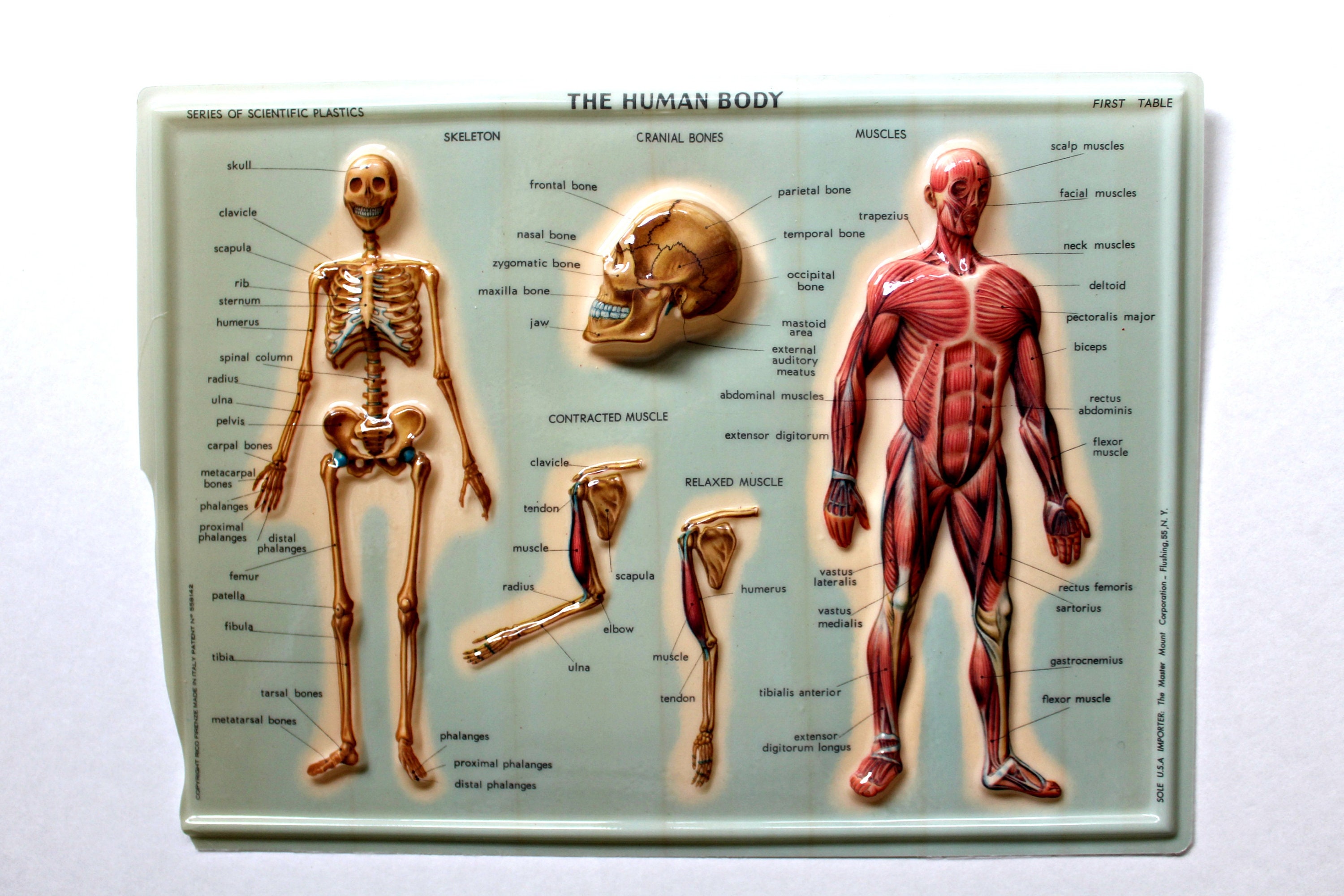 Female Anatomical Chart