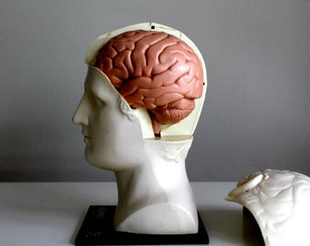 vintage medical human head and brain anatomy model Merck, Sharp and Dohme, anatomical model, anatomy model, pharmaceutical model