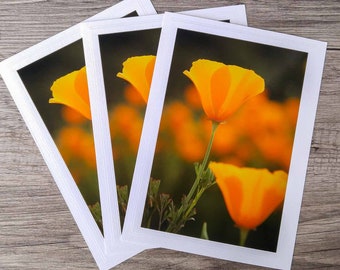 California Poppies Photo Greeting Cards - Set of 3 Orange Wildflower Photo Cards for Gardeners and Nature Lovers - Fine Art Photography