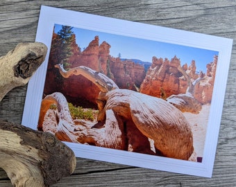 Crooked Tree Trunk in Bryce Canyon Photo Greeting Card - Old Tree And Red Hoodoos - Red Rock Country - Fine Art Landscape Photography