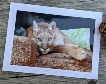 Mountain Lion Photo Greeting Card - Cougar, Puma, Panther - Big Cat Photograph - Native Wildlife - Animal Photography - Fine Art Photography