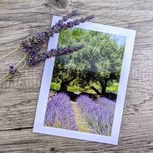 Lavender Olive Tree Photo Card: Mediterranean Garden Notecard