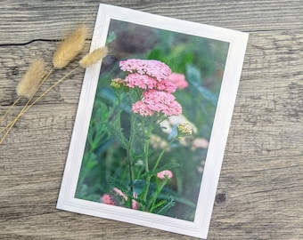 Pink Yarrow Photo Greeting Card - Garden Photograph of Native Plant - Drought Tolerant Pink Flower - Fine Art Photography - Birthday Card