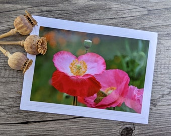 Pink Poppies Photo Greeting Card - Wildflowers Photo Card for Gardeners and Nature Lovers - Fine Art Photography - Shirley Poppies Photo