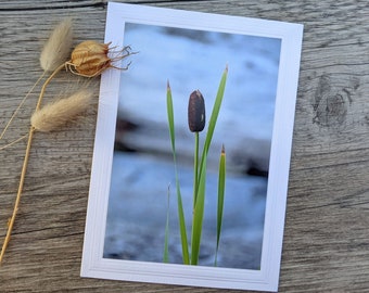 Cattail Photo Greeting Card, Nature Notecard, Fine Art Photography, Nature Photography, Photo Card for Nature Lovers, Any Occasion Card