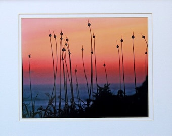 Pacific Sunset Photograph, Coastal Plants and Evening Sky, Nature Fine Art Photography, 8 x 10 Photo Print, Oregon Coast, Pacific Northwest