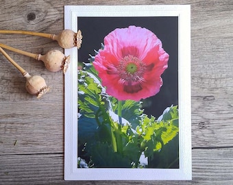 Big Pink Poppy Photo Greeting Card, Beauty in the Garden, Fine Art Photography, White Nature Notecard for Gardeners, Spring Wildflowers