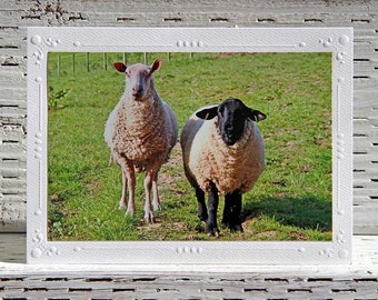 Sheep Photo Greeting Card: Cotswolds Countryside, Spring Easter Card