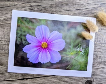 Pink Cosmos Photo Greeting Card, Textured Photo Card for Flower Lovers and Gardeners, Fine Art Photography,  All Occasion Notecard