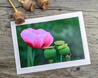 Pink Poppy Photo Greeting Card, Poppy and Seed Pods, Fine Art Photography, Nature Garden Photo Print, Wild Flowers, Any Occasion Card