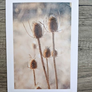 Dried Thistles Photo Card: Fine Art Nature Photography