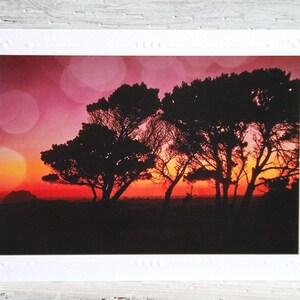 Sunset Trees Photo Card: Oregon Coast Fine Art Photography