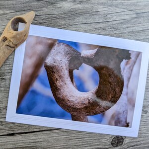 Yosemite Tree Branch Photo Card: Fine Art Nature Photography