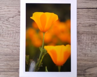 California Poppies Photo Greeting Card - Orange Wildflower Photo Card for Gardeners and Nature Lovers - Fine Art Photography