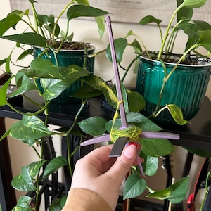 May include: A lavender plant support with a cross-shaped top and a rectangular base, held in front of lush green pothos plants in dark green pots. The support has a bundle of green twine wrapped around its centre.