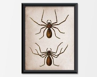 Antique Spider Art Print Illustration Arachnids Entomologist Halloween Gothic Creepy Bugs Insects Home Wall Hanging Decor Poster