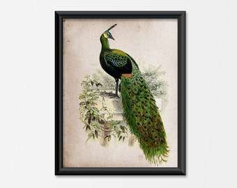 Peacock Art Print Antique Illustration Bird Giclee Home Decor Aviary Feathers Vintage Majestic Bird Iridescent Feather Blue Green Yellow