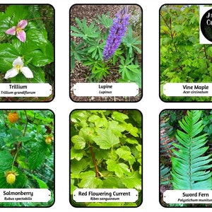 AFDRUKBAAR: identificatiekaarten voor inheemse planten in de Pacific Northwest