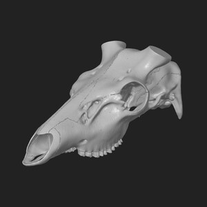 May include: A detailed, off-white deer skull with visible sutures and teeth. The skull is angled, showcasing the eye sockets, nasal cavity, and the shape of the cranium. The background is a solid, dark gray.
