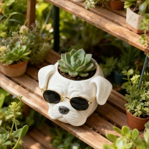 May include: A white ceramic bulldog planter with black sunglasses, holding a green succulent plant. The planter is on a wooden shelf, surrounded by other potted plants, creating a garden theme.