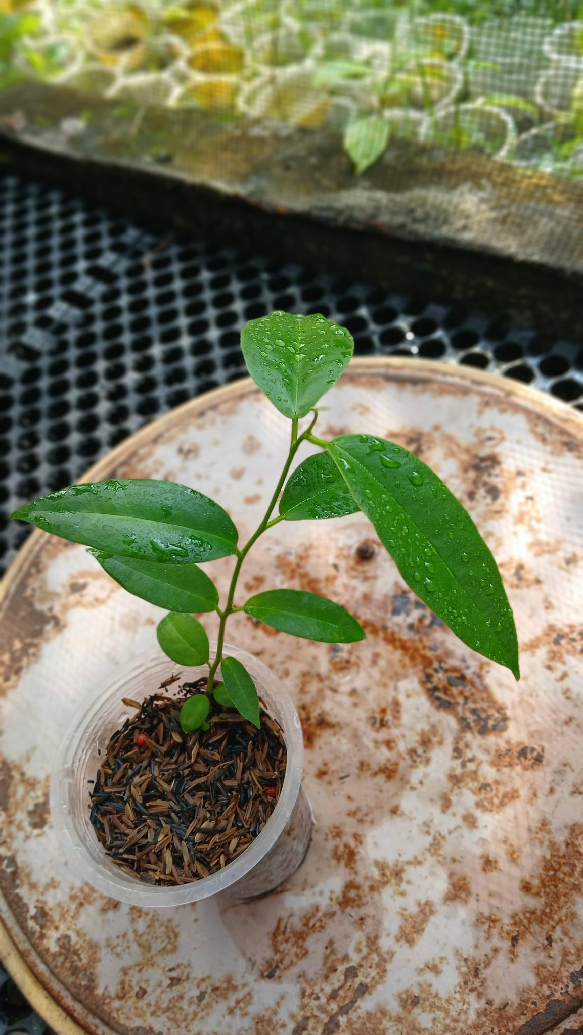 Hoya surisana - Etsy 日本