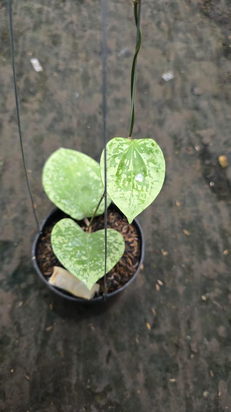 Hoya glabra - Etsy 日本