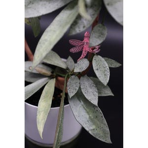 Pode incluir: Um close-up de uma planta em vaso com folhas longas, verde-claro, salpicadas de manchas escuras. Uma pequena decoração de libélula rosa translúcida é presa a um caule. A planta está em um vaso branco contra um fundo escuro.