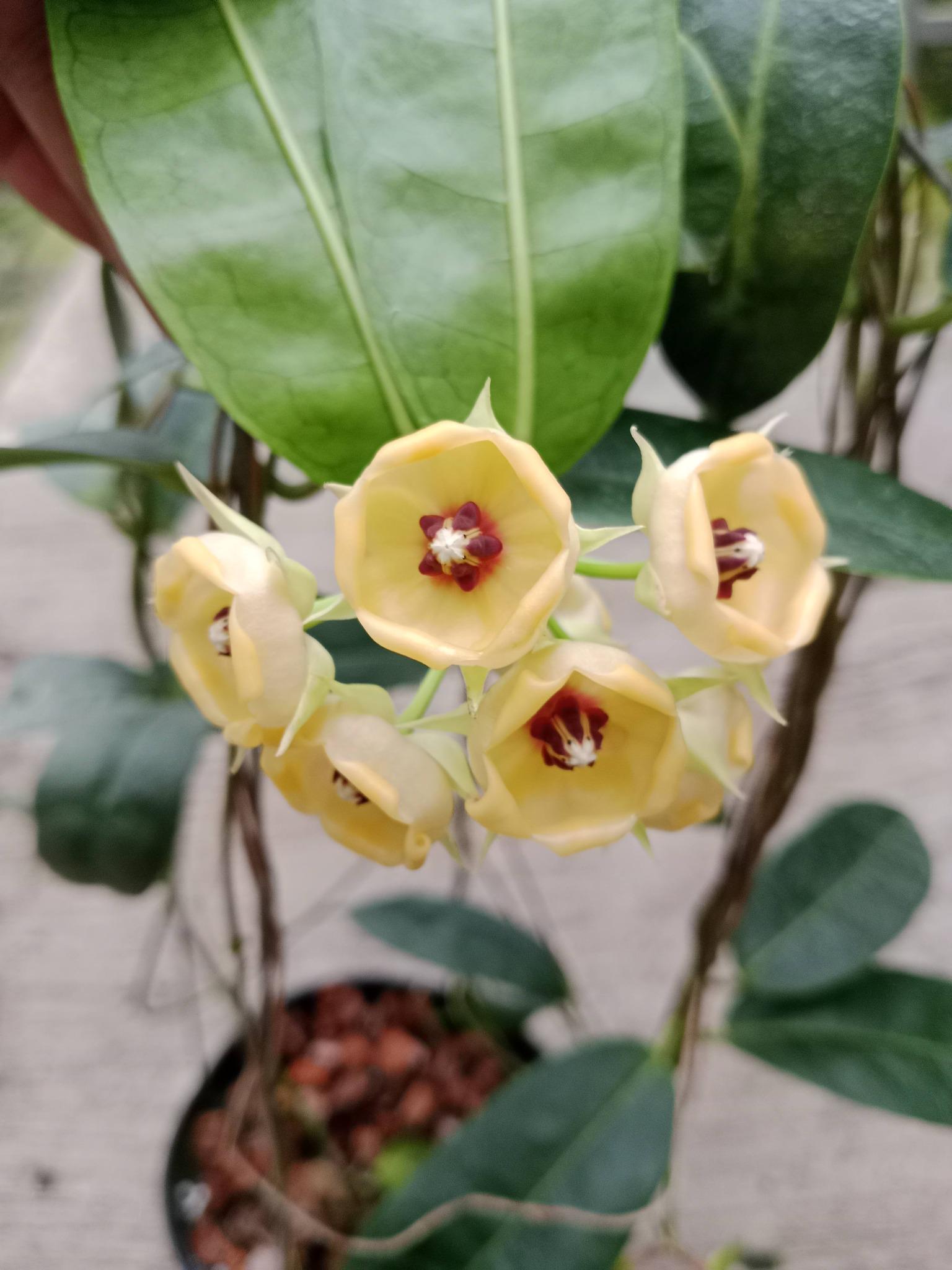Hoya surisana - Etsy 日本