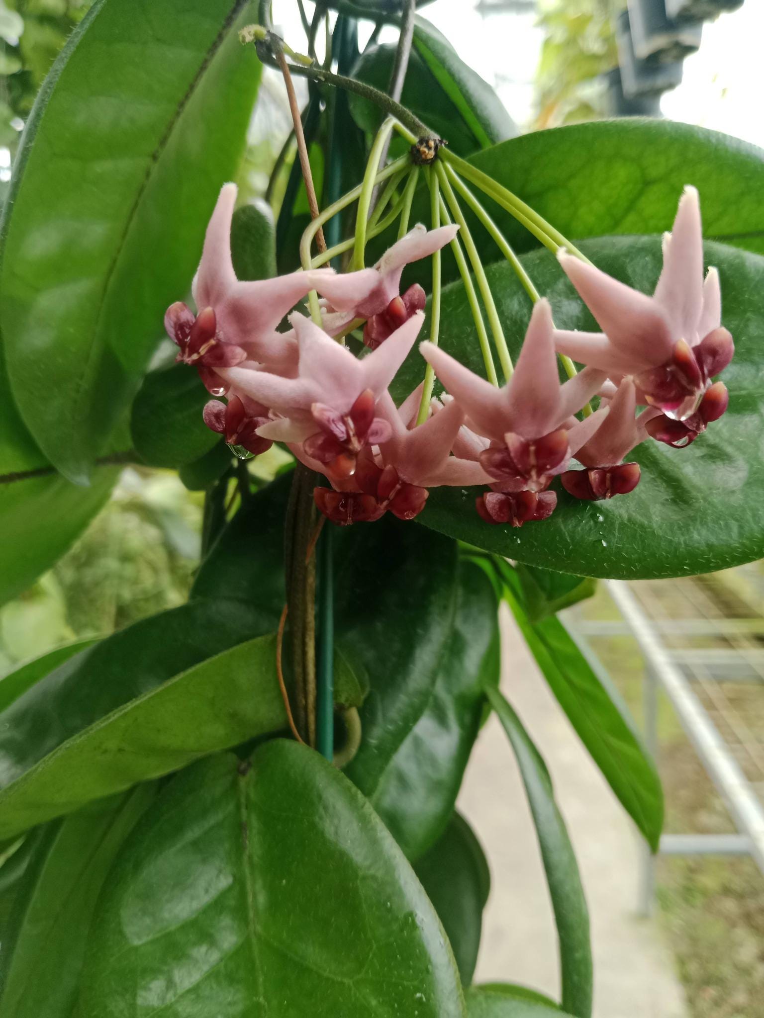 Hoya Piestolepis - Etsy